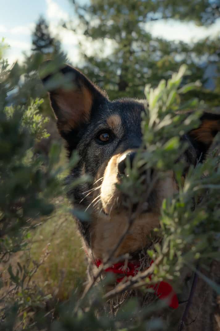 Cute portrait of a cattle dog in the sage bushes in Kamloops, BC.
