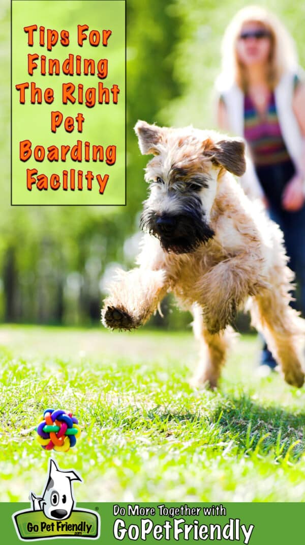 Dog chasing a ball on grass with a woman watching in the background at a pet boarding facility