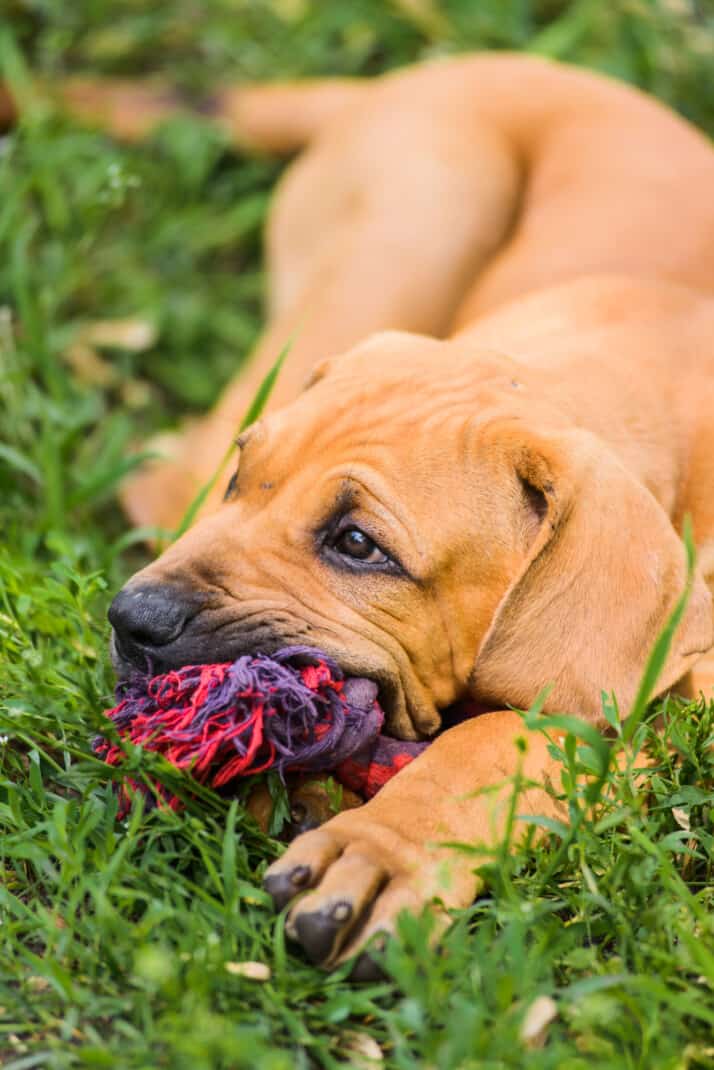 Adorable Brazilian Mastiff puppy chewing a toy on a string in the grass at a pet boarding facility