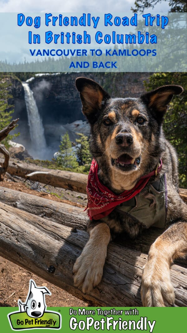 Dog in a red bandana with Helmcken Falls in the background on a dog friendly road trip in British Columbia