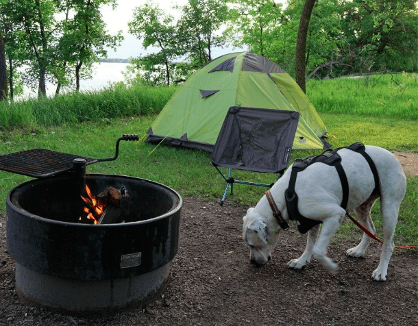 Adventures With Pets In Voyageurs National Park