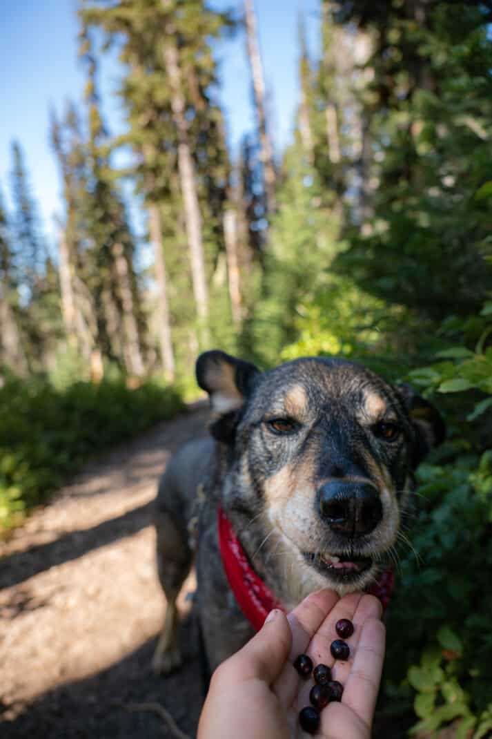 Cattle dog eating a handful of alpine blueberries hiking on the trail at Trophy Meadows in Wells Gray Provincial Park.