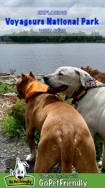 Two dogs looking out at a lake with thick woods on the opposite shore at Voyageurs National Park