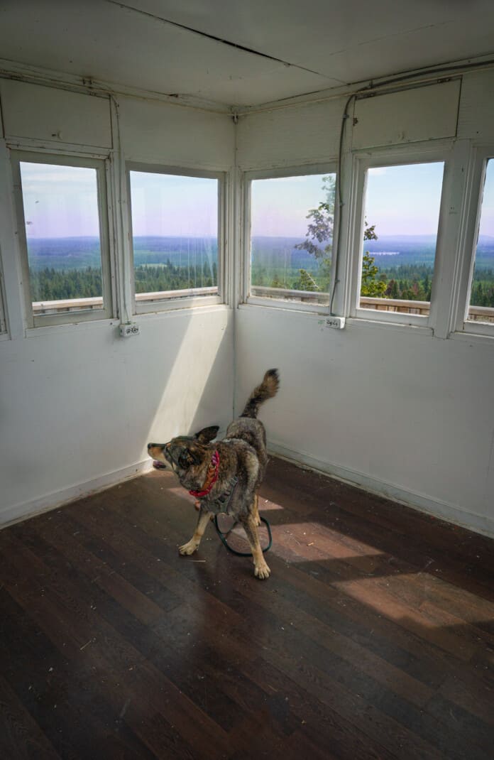 A happy dog spinning in a circle inside a fire lookout tower near 100 Mile House, BC. Multiple windows show an expansive forest view. The location is Begbie Mountain Fire Lookout.