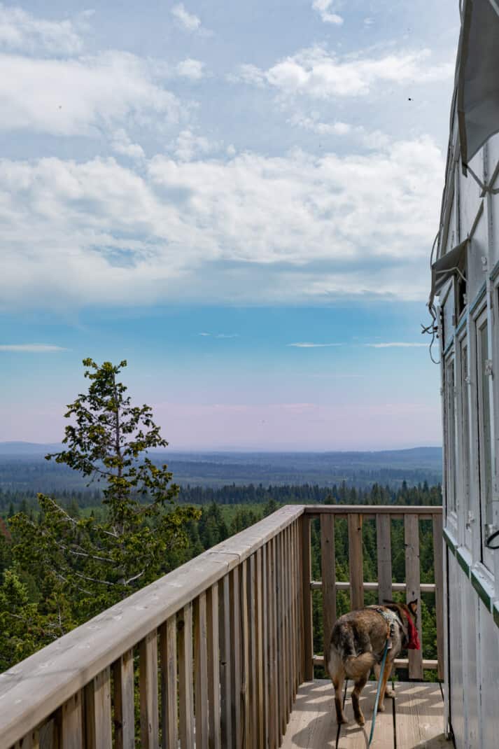 A dog walking on the observation deck at Begbie Mountain Fire Lookout near 100 Mile House, BC.