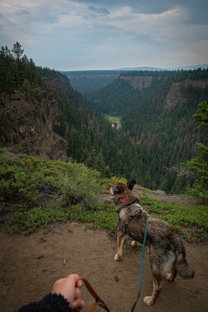 A dog hiking the trail at Chasm Ecological Reserve. 