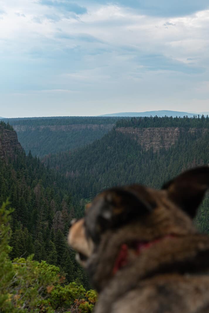 View of a dog from behind looking out over a large chasm near 100 Mile House, BC. The location is Chasm Ecological Reserve.