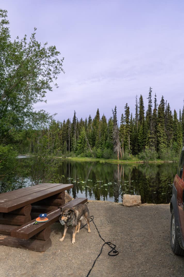 A dog picking up his food bowl in his lake side campsite near Clearwater, BC.