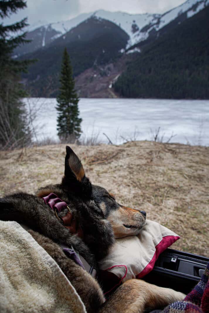 Cattle dog napping at a lake side pullout on a dog friendly road trip in British Columbia.