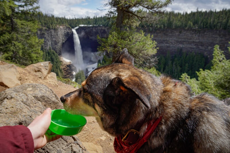 Dog having a drink from his bowl hiking at Helmcken Falls in Wells Gray Provincial Park