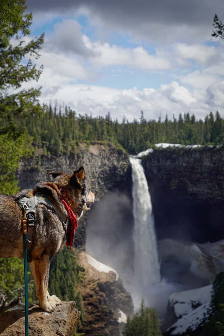 Cattle dog in a red bandana enjoying the view of Helmcken Falls on a dog friendly road trip in British Columbia