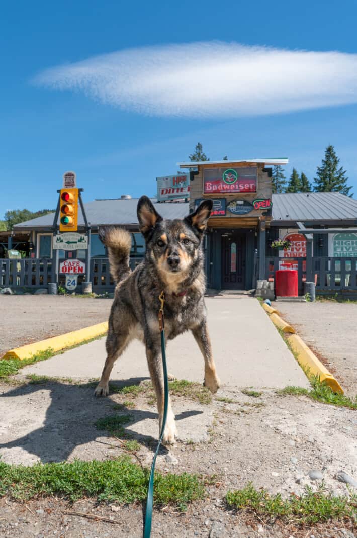 Dog posing in front of an eclectic dog friendly diner in Little Fort, BC. Hive Five Diner. Vancouver to Kamloops circle tour road trip.