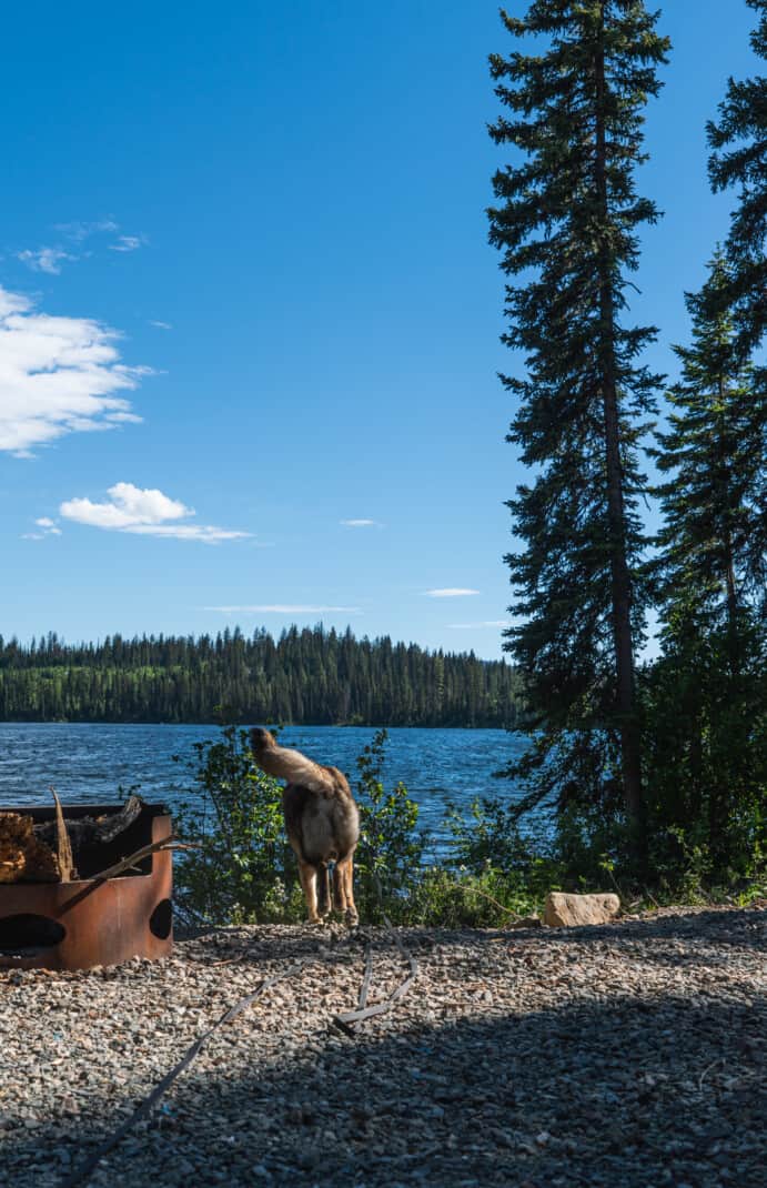 Dog playing fetch at a lake side campsite in British Columbia.