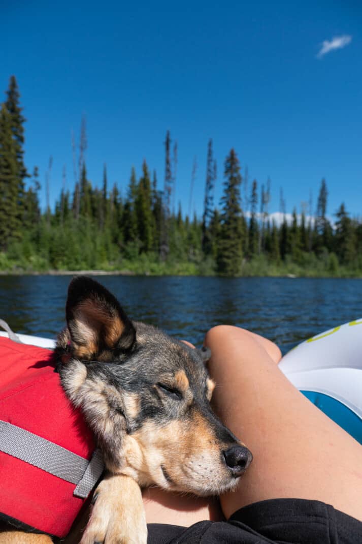 A dog in a life jacket resting his head on a woman's leg while they float in a inflatable raft on a lake.