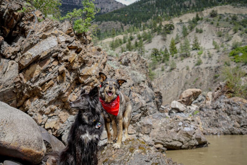 Two dogs posing on the rocks by the river in Lillooet, BC.