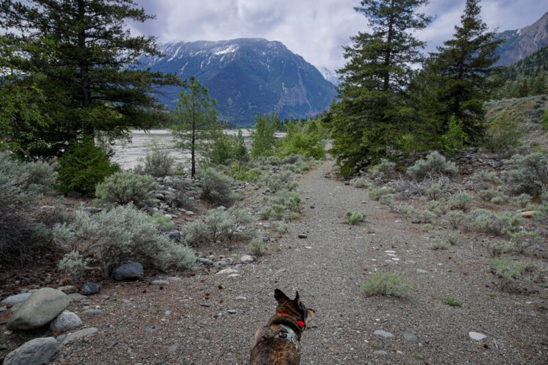 Cattle dog taking a riverside walk in Lillooet, BC on a dog friendly road trip in British Columbia.