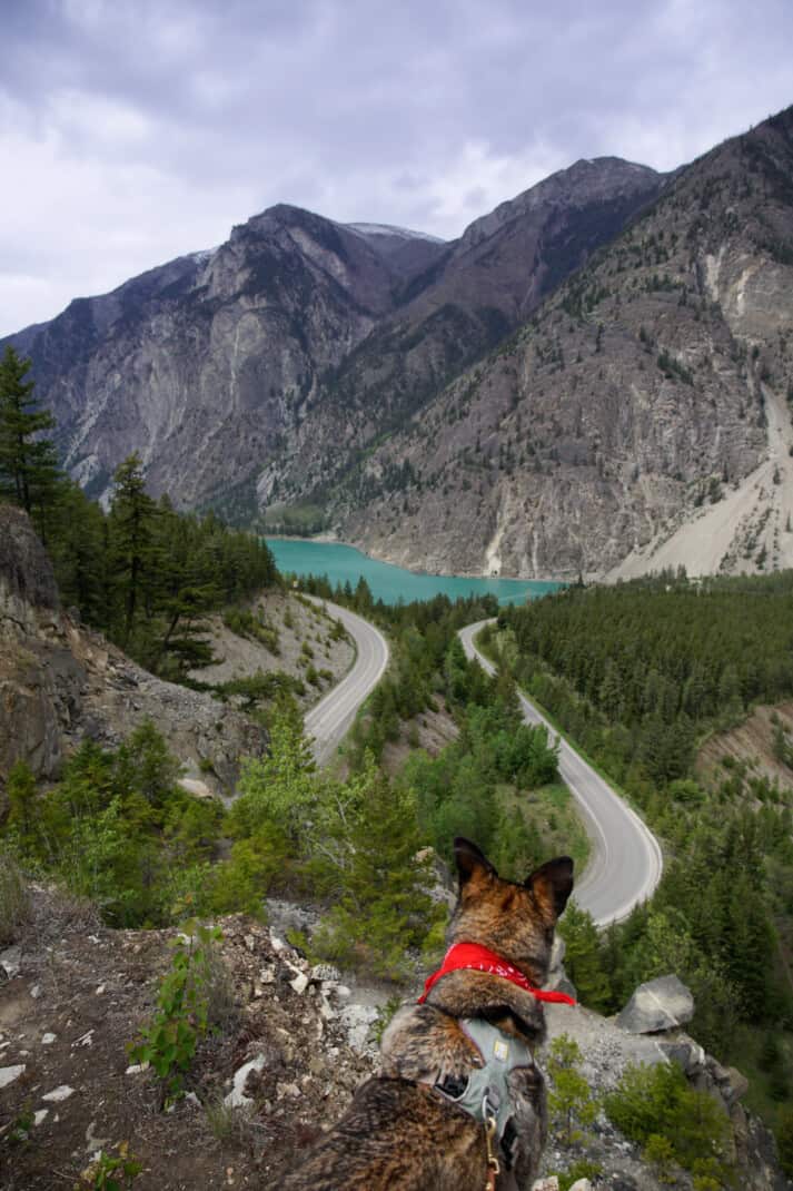 Cattle dog looking out over winding highway, lake and mountain views in Lillooet, BC.