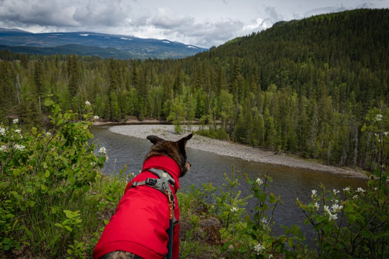 Dog in a red rain jacket over looking the Thompson River in Thompson River Provincial Park.