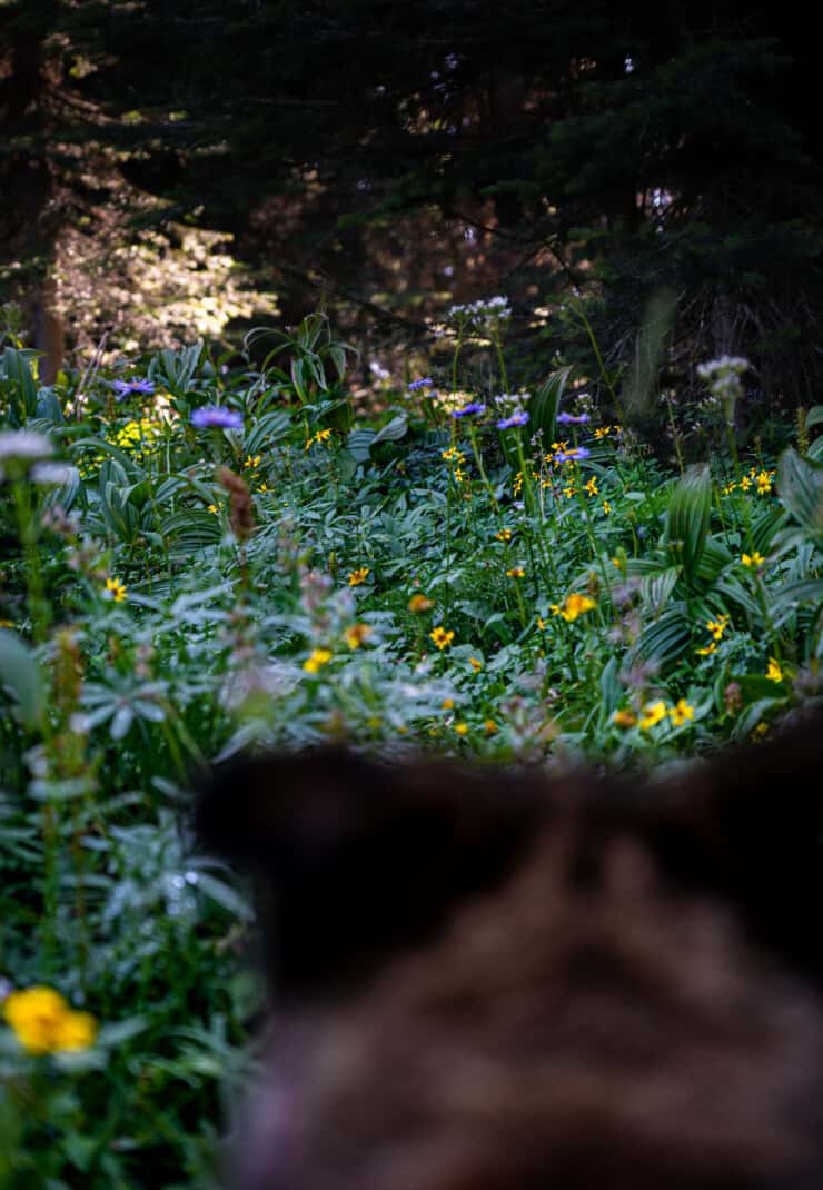 Back of dog's ears in foreground looking over a colourful flower field in Trophy Meadows in Clearwater, BC.