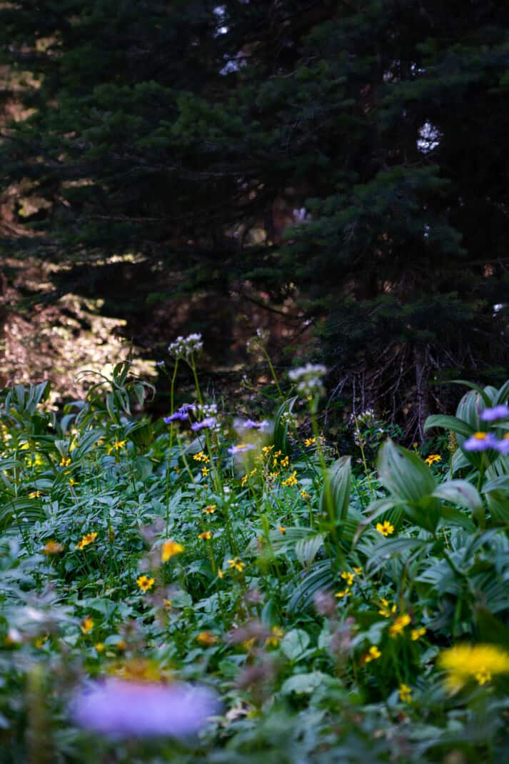 Purple and yellow flower field on Trophy Meadows hike in Clearwater, BC.