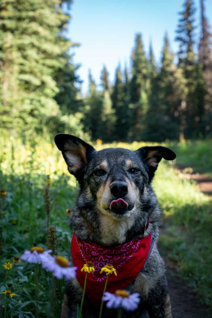 Cattle dog sitting on the trail flicking his tongue at Trophy Meadows in Clearwater, BC. Some purple and yellow wildflowers are in the foreground.