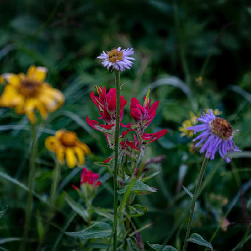 Close up picture of Indian Paintbrush and other flowers on Trophy Mountain hike in Wells Gray Provincial Park.