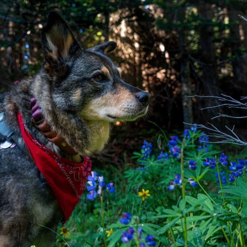 Profile of a cattle dog standing front of purple lupin flowers hiking at Trophy Meadows in Clearwater, BC.