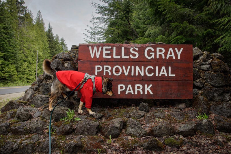Cattle dog in a red coat standing on a rock in front of the Wells Grey Provincial Park sign on a dog friendly road trip in British Columbia