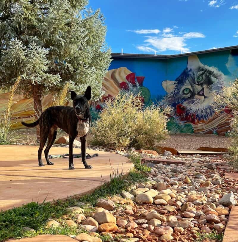 Brindle dog in the dog park at Best Friends Roadhouse and Mercantile in Kanab, UT
