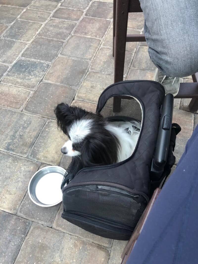 Papillon dog in carrier on restaurant patio.