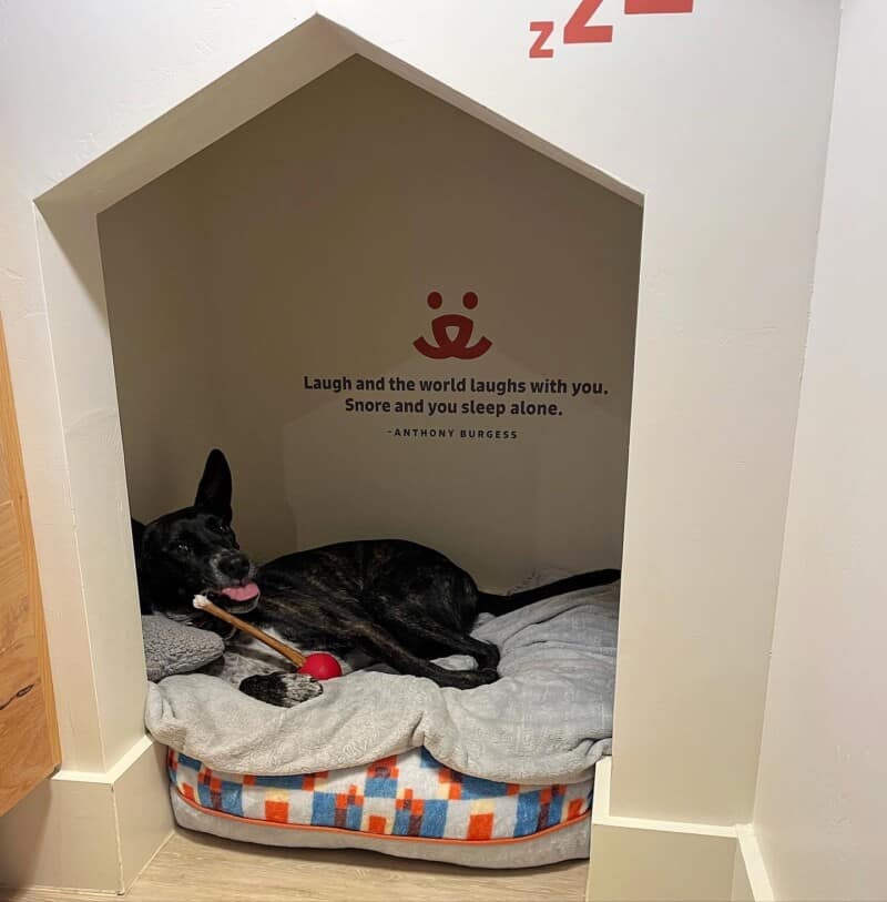 Brindle dog laying on a dog bed in a dog house shaped cubby at Best Friends Roadhouse and Mercantile in Kanab, UT