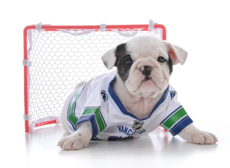 French bulldog puppy guarding a hockey goal