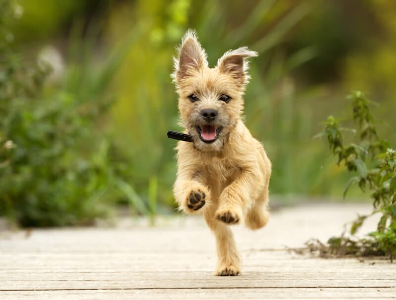 Happy dog running down a path at a dog park in St. Augustine, FL