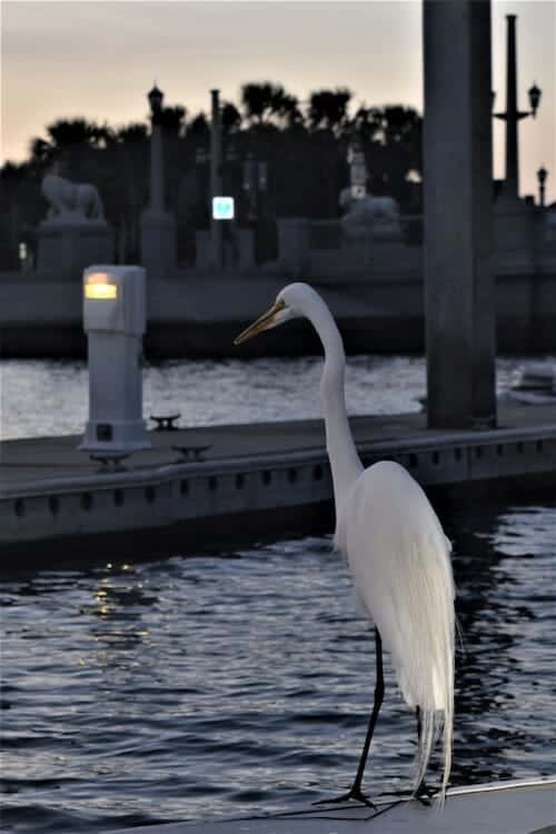 Egret on the docks at dusk.