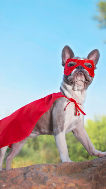 cute french bulldog in a super hero costumecute french bulldog in a super hero costume