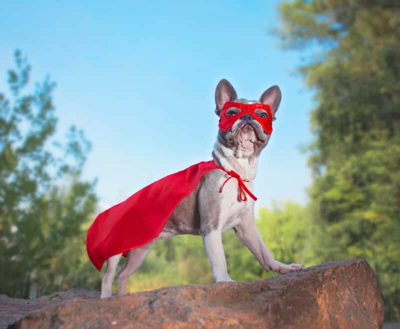 cute french bulldog in a super hero costumecute french bulldog in a super hero costume