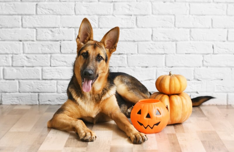 Cute shepherd dog with Halloween lantern and pumpkins near brick wall