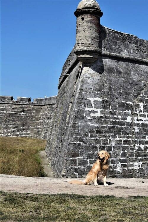 Golden retriever in front of stone fortifications.