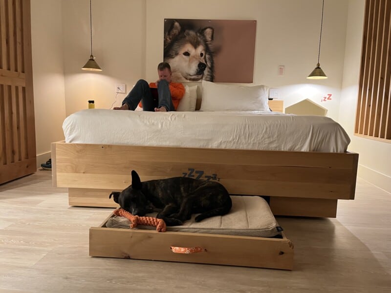 Brindle dog sleeping on a pull-out dog bed at Best Friends Roadhouse and Mercantile in Kanab, Utah