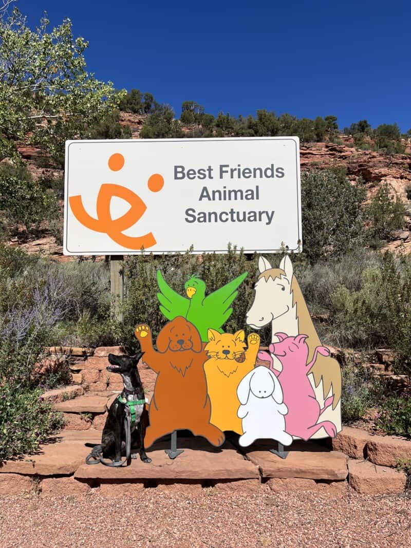 Brindle dog in a green harness with a sign for Best Friends Animal Sanctuary in Kanab, UT