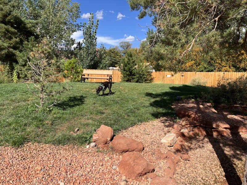 Brindle dog at the dog park at Best Friends Roadhouse in Kanab, Utah