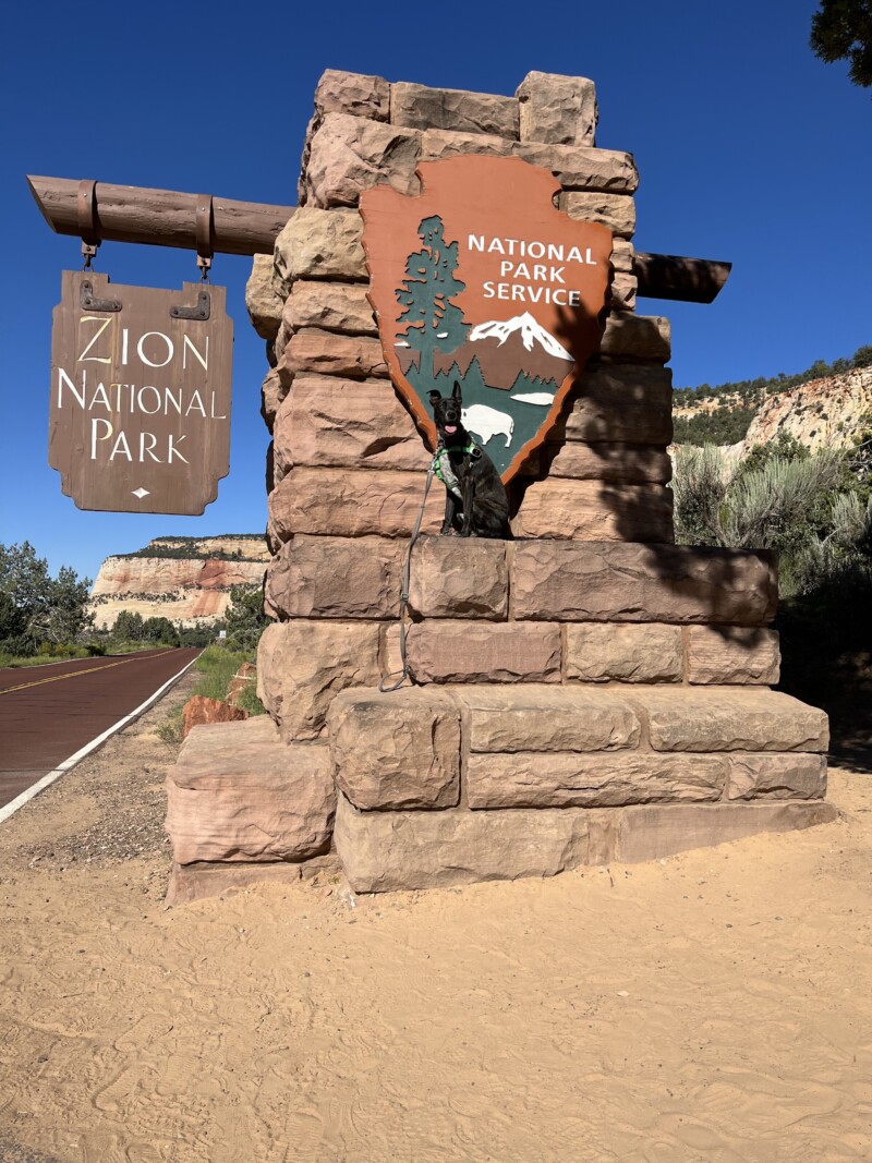 Brindle dog sitting on the entrance sign at Zion National Park, UT