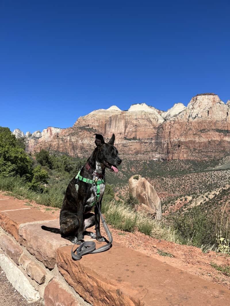 Happy brindle dog in green harness sitting on a rock wall with red and white rock faces in the background