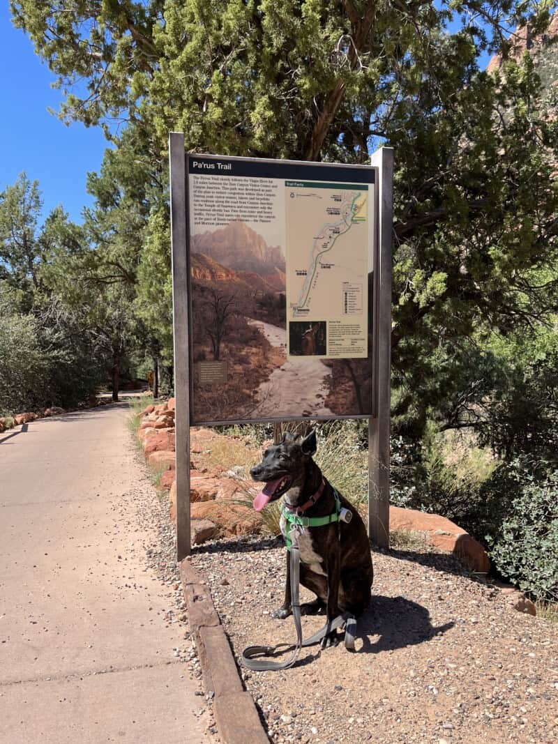 Brindle dog sitting next to a sign for the Pa'rus Trail in Zion National Park, UT