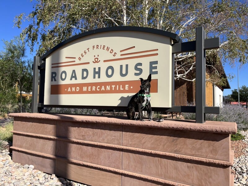 Brindle dog sitting in front of the Best Friendly Roadhouse and Mercantile sign in Kanab, UT