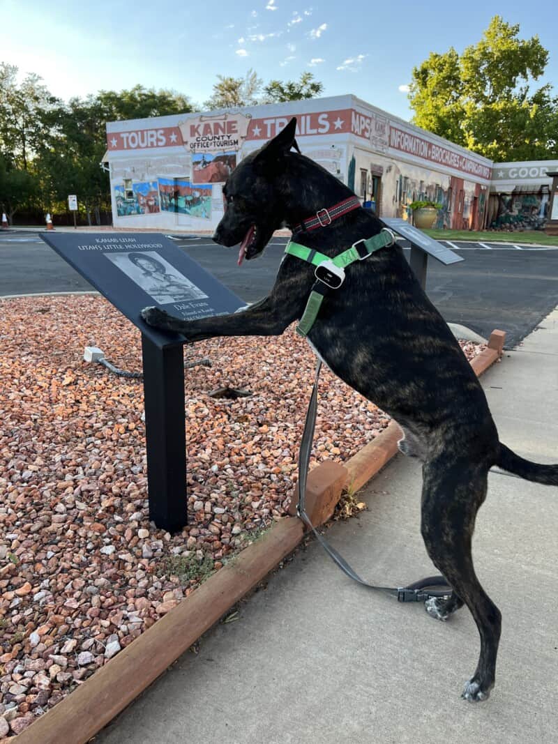 Brindle dog looking at a plaque on the Walk of Fame in Kanab, Utah