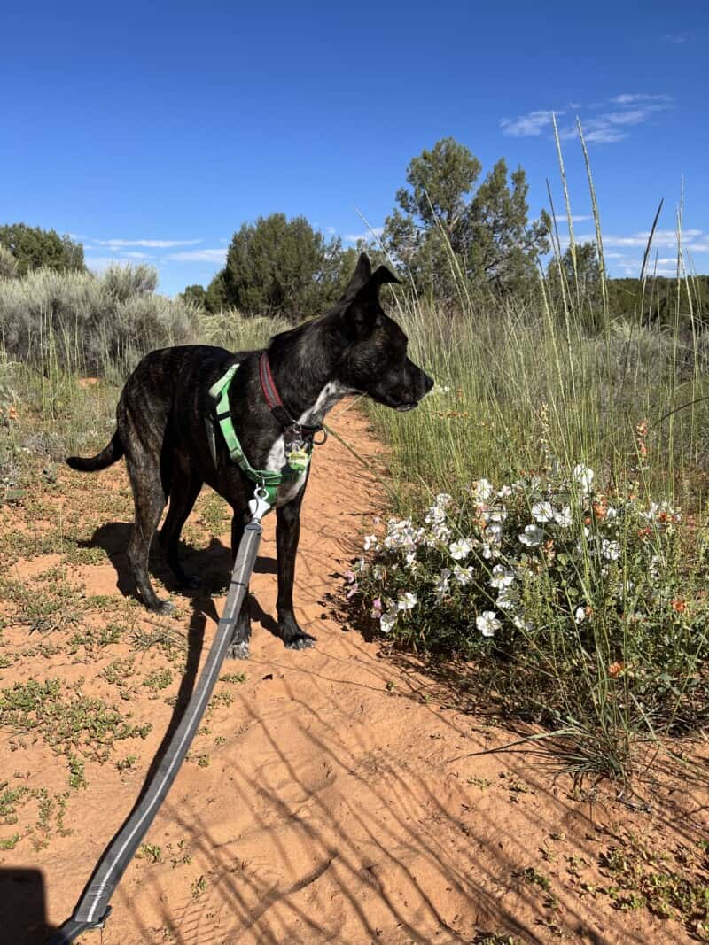 Brindle dog in a green harness on a pet friendly trail in Kanab, UT