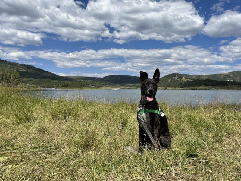 Brindle dog in a green harness sitting on the shore of Kolob Reservoir near Virgin, UT