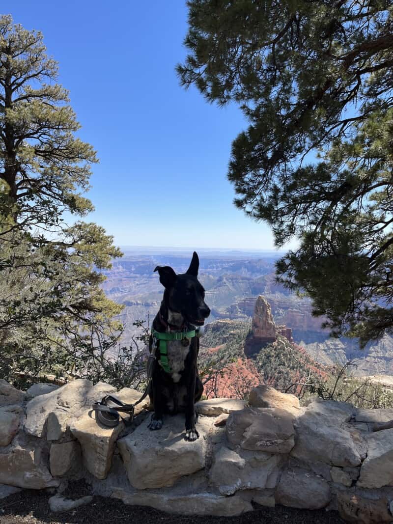 Brindle dog in a green harness sitting on a rock with the Grand Canyon in the background