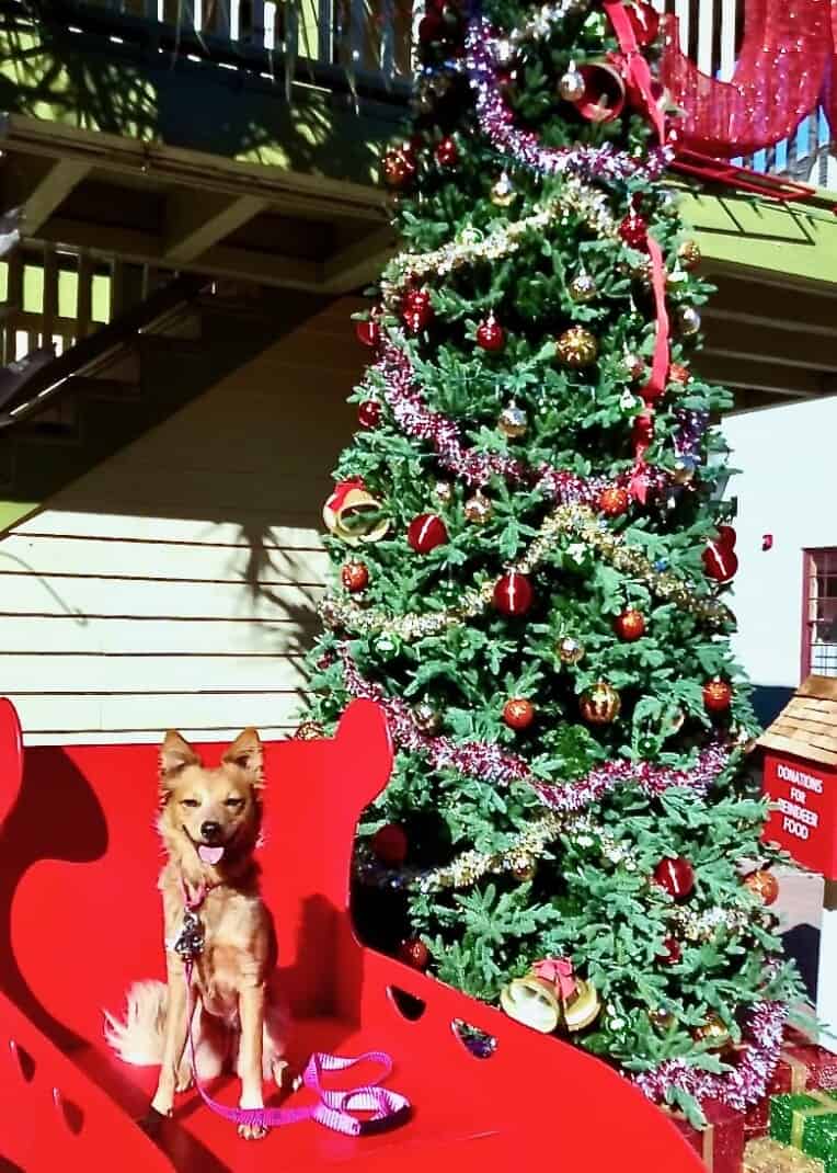 Small reddish dog next to a Christmas tree.